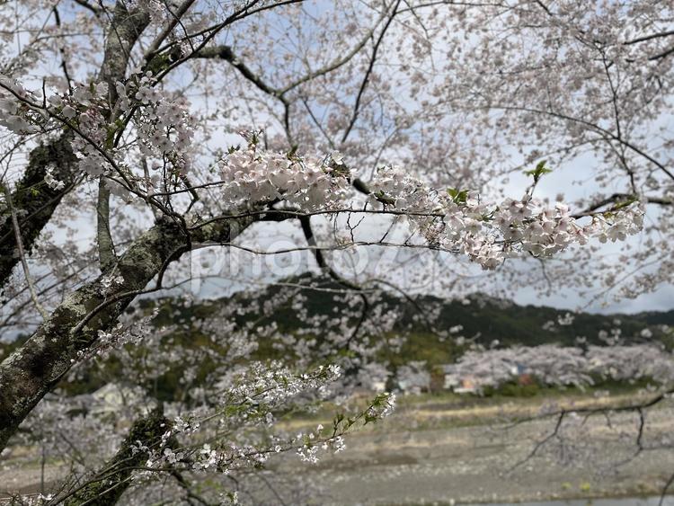 太田川桜堤　桜 桜,満開,花見の写真素材