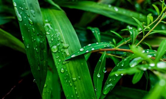 草の上に佇む水滴 草の上に佇む水滴 葉っぱ,水滴,しずくの写真素材