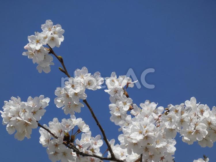 満開の桜　③ 桜,春,自然の写真素材