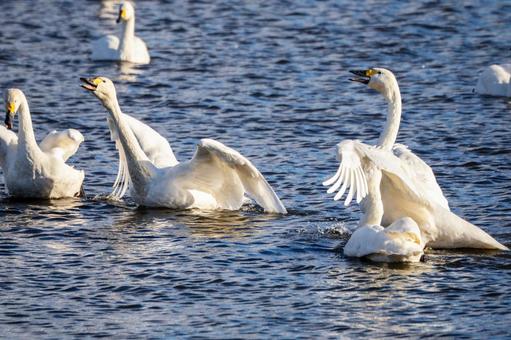 オオハクチョウ(76) 鳥,オオハクチョウ,ハクチョウの写真素材