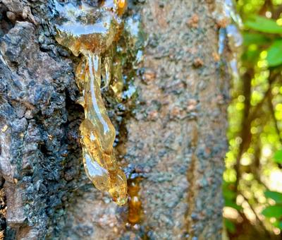 つやつやな樹液1 樹液,木の蜜,琥珀の写真素材