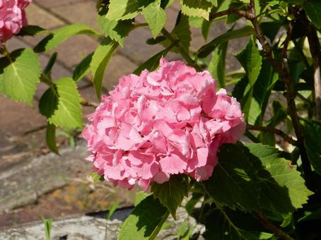 [Flower photo] Hydrangea flower, JPG