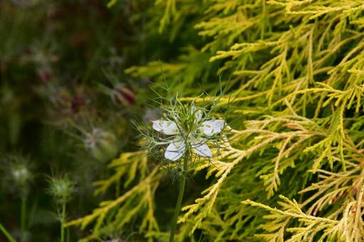 黒種草 花,植物,ガウラの写真素材
