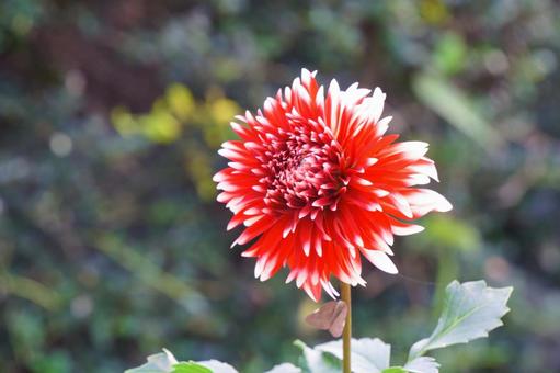 ダリア ダリア ダリア,花,赤の写真素材