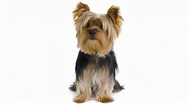 ヨークシャー・テリア9の写真