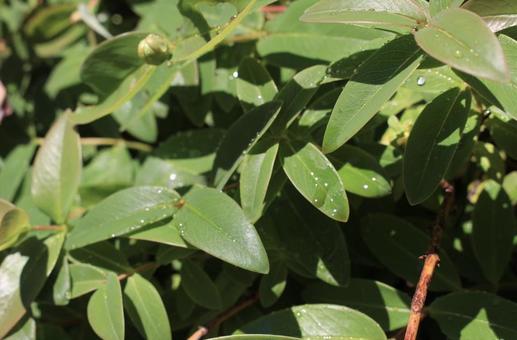 潤いの夏の写真