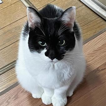 つぶらな瞳でじっと見つめる白黒猫 つぶらな瞳でじっと見つめる白黒猫の写真