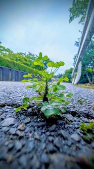 アスファルトから芽生えた小さな命 アスファルトから芽生えた小さな命 植物,芽生え,成長の写真素材