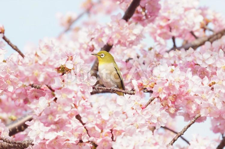 河津桜とメジロ１ メジロ,河津桜,春の写真素材
