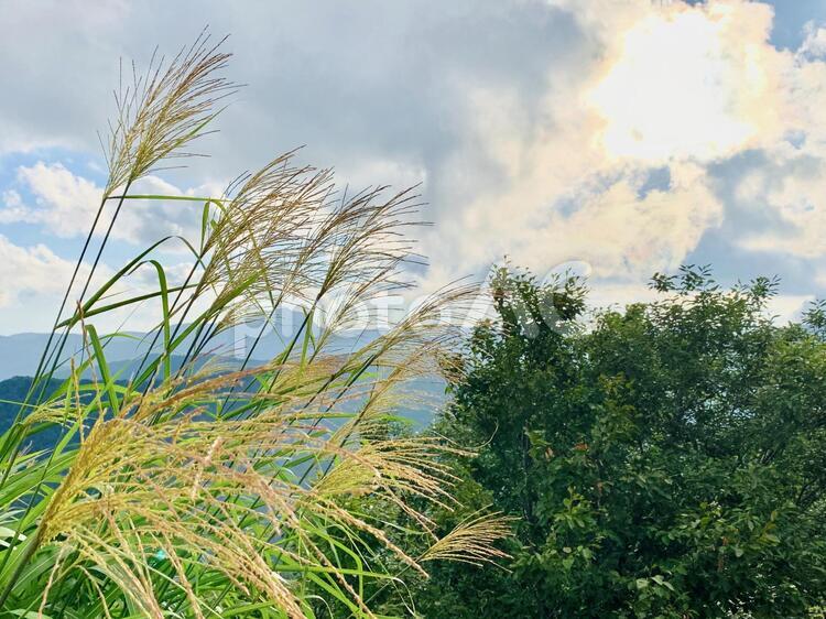 秋の風景　ススキ２ すすき,秋,空の写真素材