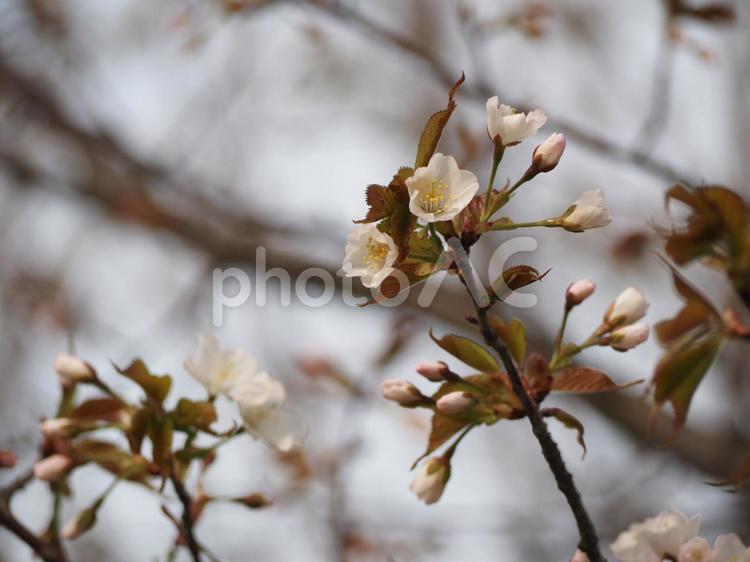 春の花　桜　カスミザクラ② 桜,春の花,花の写真素材
