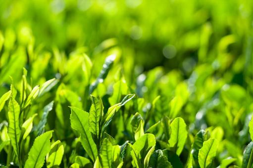 茶葉 金谷茶(静岡) 茶葉 金谷茶(静岡) 島田市,金谷,金谷富士見町の写真素材