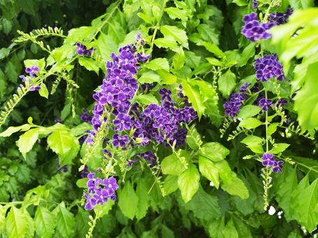 デュランタの花 デュランタの花の写真