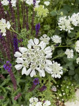 White Flower, JPG