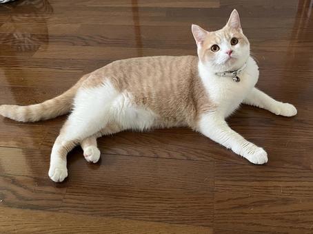 フロアで見上げる猫 フロアで見上げる猫 猫,ペット,可愛いの写真素材