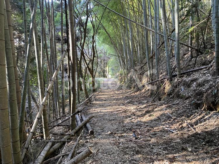 荒れた竹林 竹,竹林,山林の写真素材