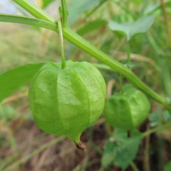 ヒロハフウリンホオズキ（広葉風鈴鬼灯） ヒロハフウリンホオズキ,広葉風鈴鬼灯,花の写真素材
