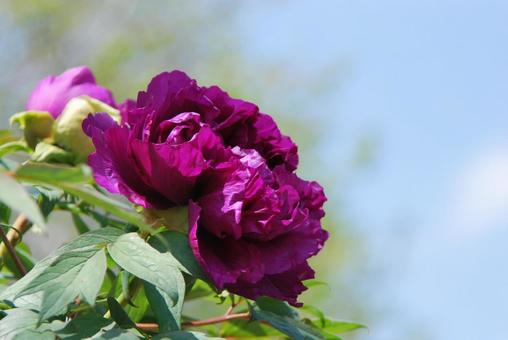 ボタンの花 ボタンの花の写真