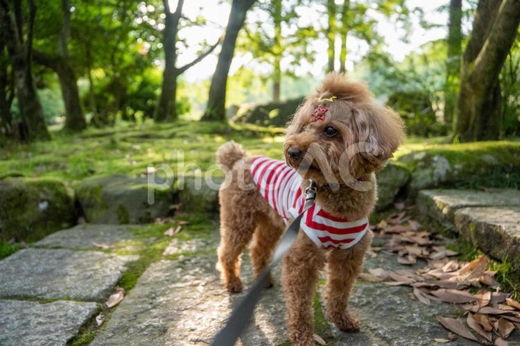 夏の公園で散歩するトイプードル トイプードル,トイプー,夏の写真素材