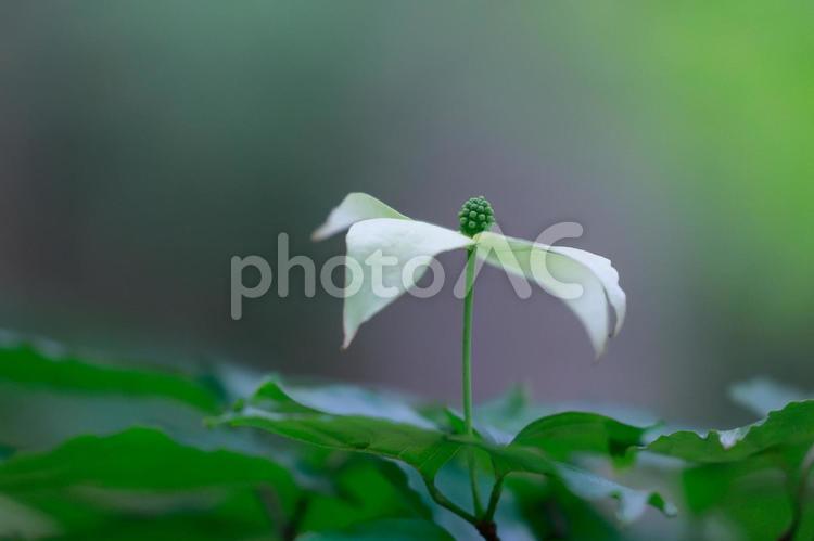 初夏に咲くヤマボウシ ヤマボウシ,白い花,初夏の花の写真素材