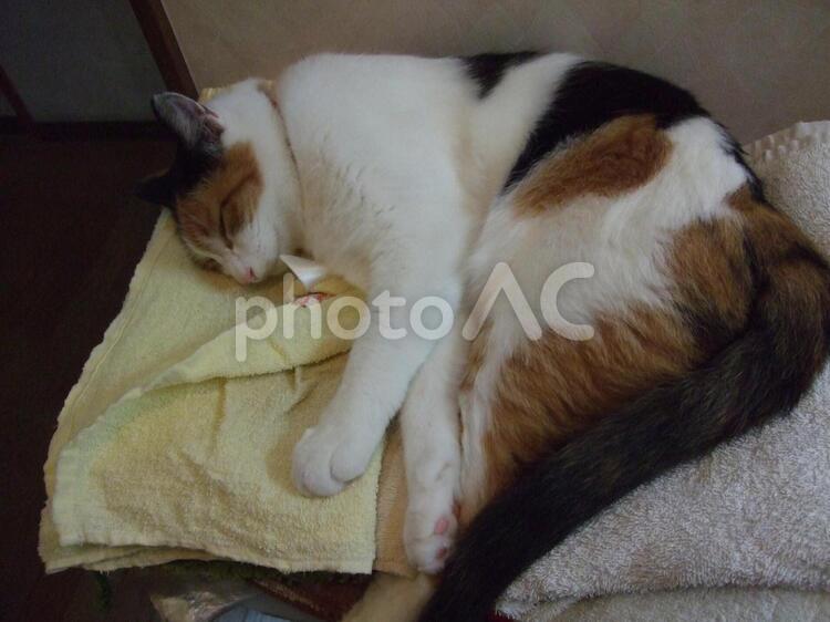 だって気持ち良いんだもんニャ 三毛猫,譲渡猫,タオルの写真素材