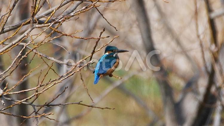 堤防の木から獲物を狙うカワセミ カワセミ,かわせみ,野鳥の写真素材