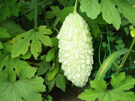 食べ物ゴーヤ 食べ物ゴーヤ ゴーヤ,白ゴーヤ,野菜の写真素材