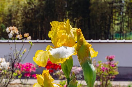 綺麗なジャーマンアイリス19 綺麗なジャーマンアイリス19の写真