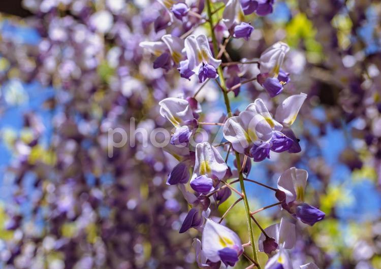 骨波田の藤棚の藤の花24 骨波田の藤,長泉寺,藤棚の写真素材