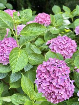 濃いピンクの紫陽花 濃いピンクの紫陽花の写真
