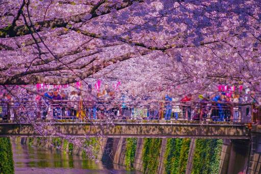 桜のトンネル目黒川 桜,トンネル,川の写真素材