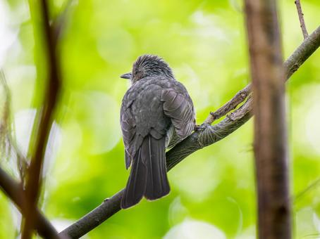 枝にとまるヒヨドリの写真