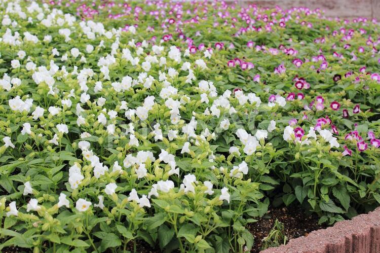花壇の花　白　紫　ピンク 花壇の花,白,紫の写真素材