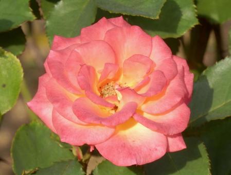 【薔薇の写真】バラの花 バラ,薔薇,植物の写真素材