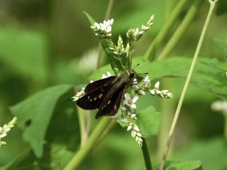 花の蜜を吸うチョウ 花の蜜を吸うチョウの写真