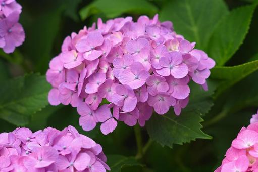 梅雨の季節に咲くピンク色の紫陽花 梅雨の季節に咲くピンク色の紫陽花の写真