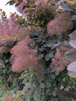 スモークツリー花 スモークツリー花の写真