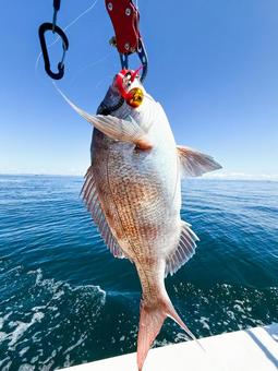 海でタイラバで釣りあげた真鯛 鯛,魚,海釣りの写真素材