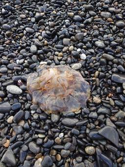 クラゲ 自然,広尾,クラゲの写真素材