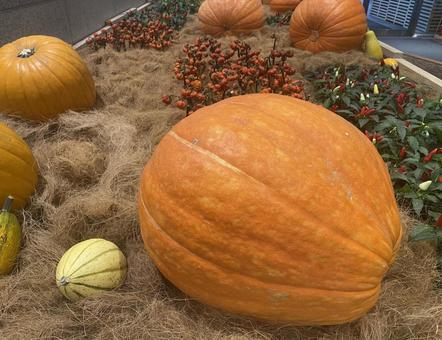 ハロウィンカボチャ ハロウィンパンプキン ハロウィンカボチャ ハロウィンパンプキンの写真