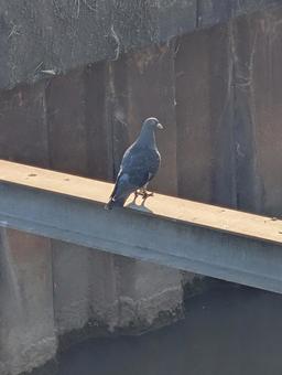 pigeon, JPG pigeon, JPG