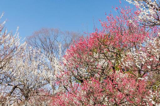 青空に映える満開の白梅と紅梅 梅,迎春,白梅の写真素材