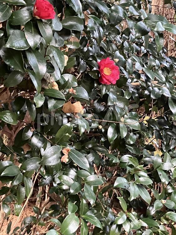 森の中の野生の椿 椿,花,野生の写真素材
