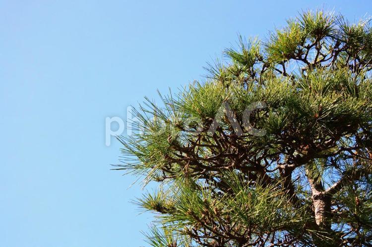 松の木と青空 松,マツ,松の木の写真素材