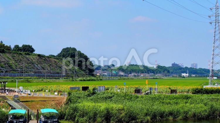 佐倉ふるさと広場・向日葵＆電車（佐倉市） 夏,ひまわり,佐倉ふるさと広場の写真素材