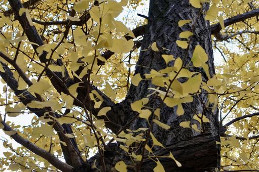 イチョウ 紅葉,北海道,秋の写真素材
