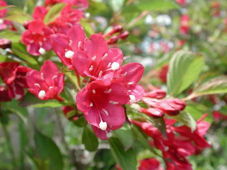 ハコネウツギ・箱根空木　マクロ ハコネウツギ,夏の花,風景の写真素材