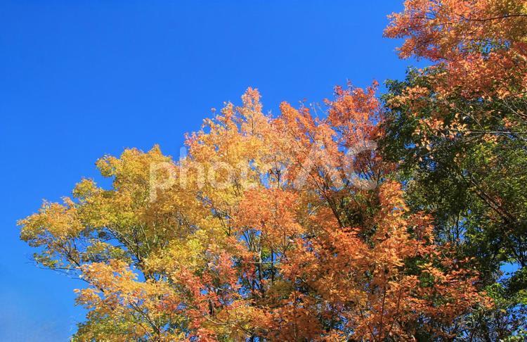 鮮やかな紅葉の木々と澄んだ青空 紅葉,秋,木々の写真素材
