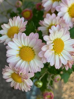 白とピンクのバイカラーの菊 白い花,ピンク,バイカラーの写真素材