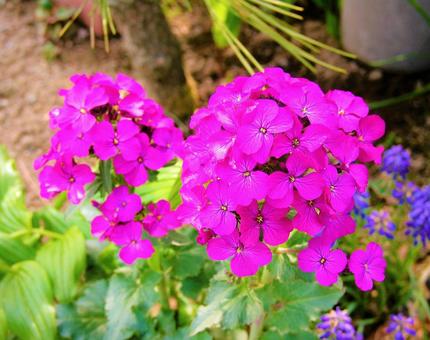 ピンクの花 ピンクの花の写真